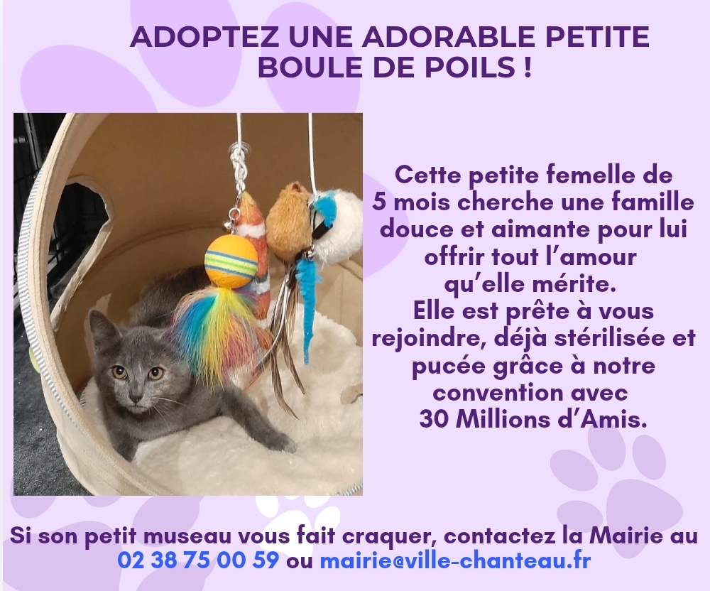 Adoptez cette petite boule de poils !